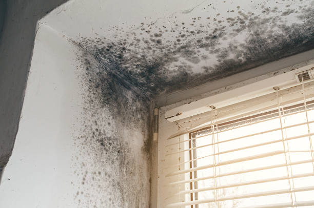 Affordable Black Mold Remediation solutions in Cumberland, KY